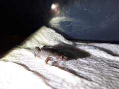 Elachistocleis nigrogularis