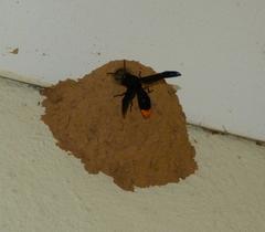 Synagris analis
