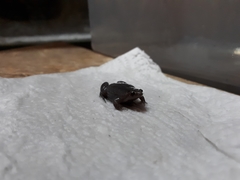 Elachistocleis nigrogularis