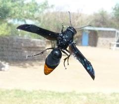 Synagris analis