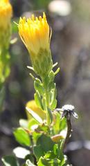 Pegolettia baccaridifolia