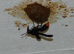 Synagris analis