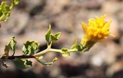 Pegolettia baccaridifolia