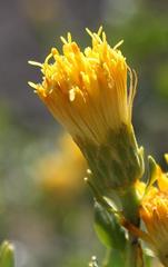 Pegolettia baccaridifolia