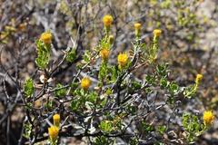 Pegolettia baccaridifolia