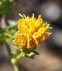 Pegolettia baccaridifolia