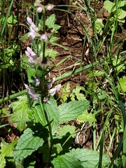 Stachys rigida