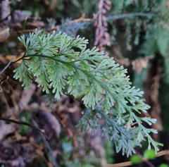 Trichomanes strictum