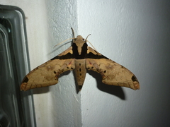 Adhemarius eurysthenes