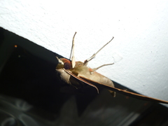 Adhemarius eurysthenes