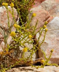 Chrysocoma sparsifolia