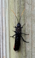 Urocerus cressoni