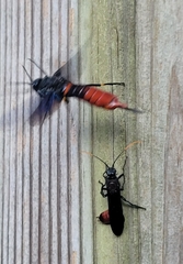 Urocerus cressoni
