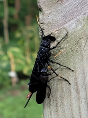Urocerus cressoni