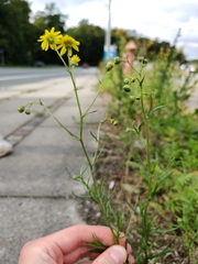 Senecio inaequidens