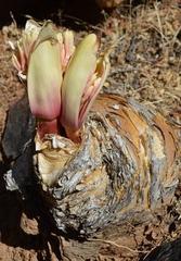 Boophone haemanthoides