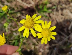 Senecio inaequidens