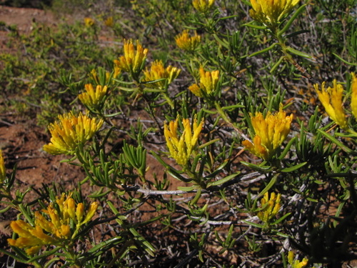Pteronia paniculata Thunb.