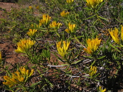 Pteronia paniculata