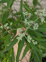 Eupatorium serotinum