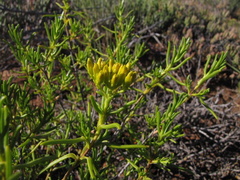 Pteronia paniculata