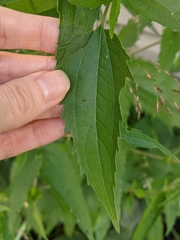 Eupatorium serotinum