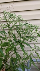 Eupatorium serotinum