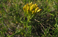 Pteronia paniculata