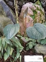 Bertolonieae