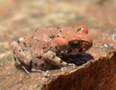 Paradise Toad photo 2