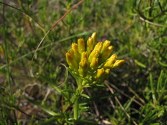 Pteronia paniculata