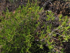 Pteronia paniculata