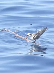 Onychoprion anaethetus