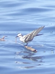 Onychoprion anaethetus