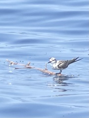 Onychoprion anaethetus