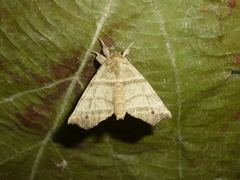 Olceclostera truncata