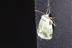 Emarginea percara