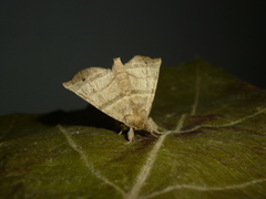 Olceclostera truncata