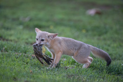 Vulpes macrotis mutica