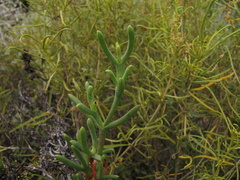 Ruschia multiflora