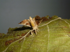 Olceclostera truncata