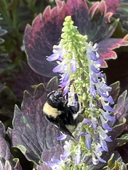 Bombus pensylvanicus