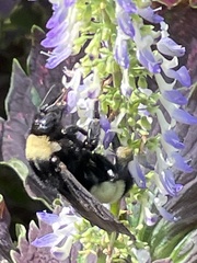 Bombus pensylvanicus