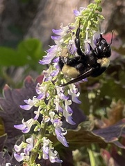 Bombus pensylvanicus