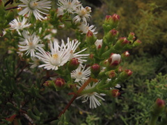 Ruschia multiflora