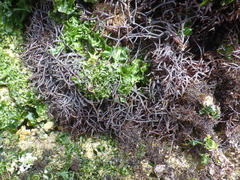 Chondracanthus acicularis