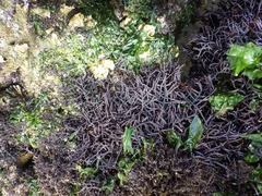 Chondracanthus acicularis