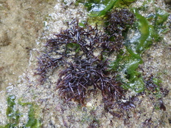 Chondracanthus acicularis