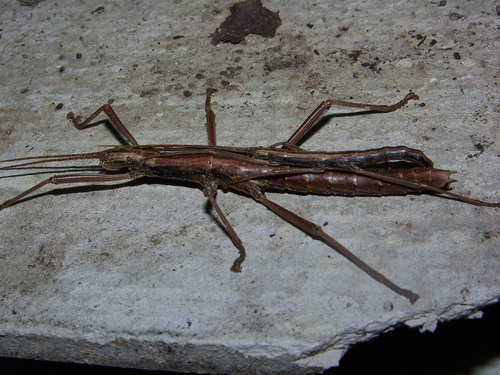 Southern Two-striped Walkingstick