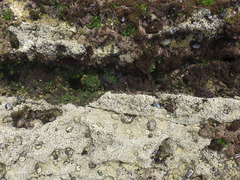 Chondracanthus acicularis